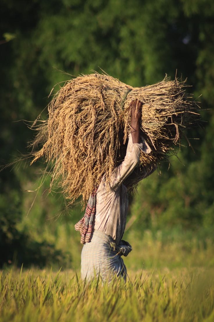 Post-Harvest & Legacy